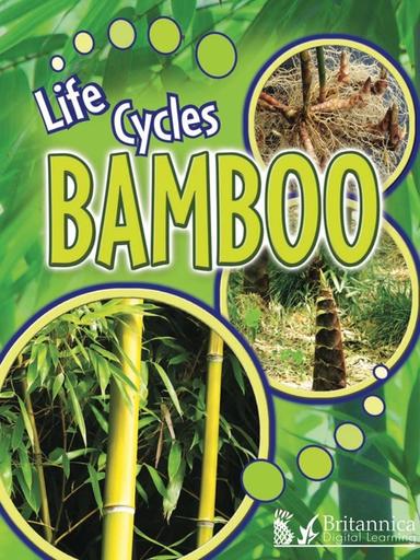 Bamboo